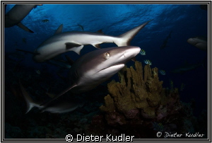 Coming to the light by Dieter Kudler 